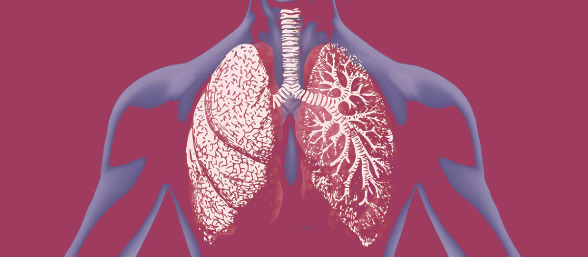 Trapianto di organi, una nuova tecnica per rigenerare i polmoni danneggiati - 