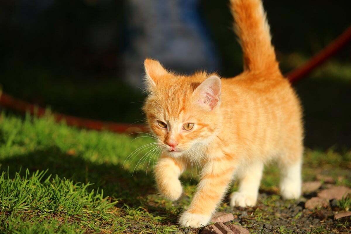 Reti  Neurali Artificiali e Deep Learning? Spieghiamoli con i gattini - 