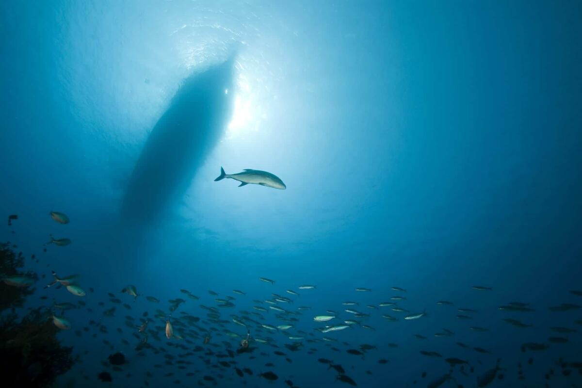 Oceani e inquinamento acustico, la piaga invisibile del mare - Inquinamento acustico marino