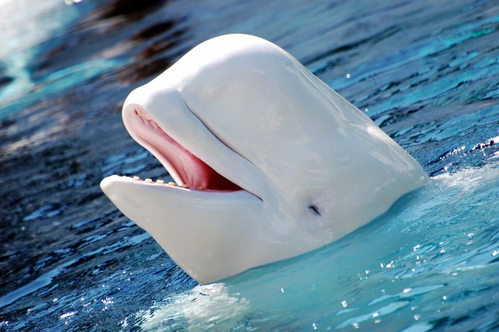 Il muso di un esemplare di Beluga