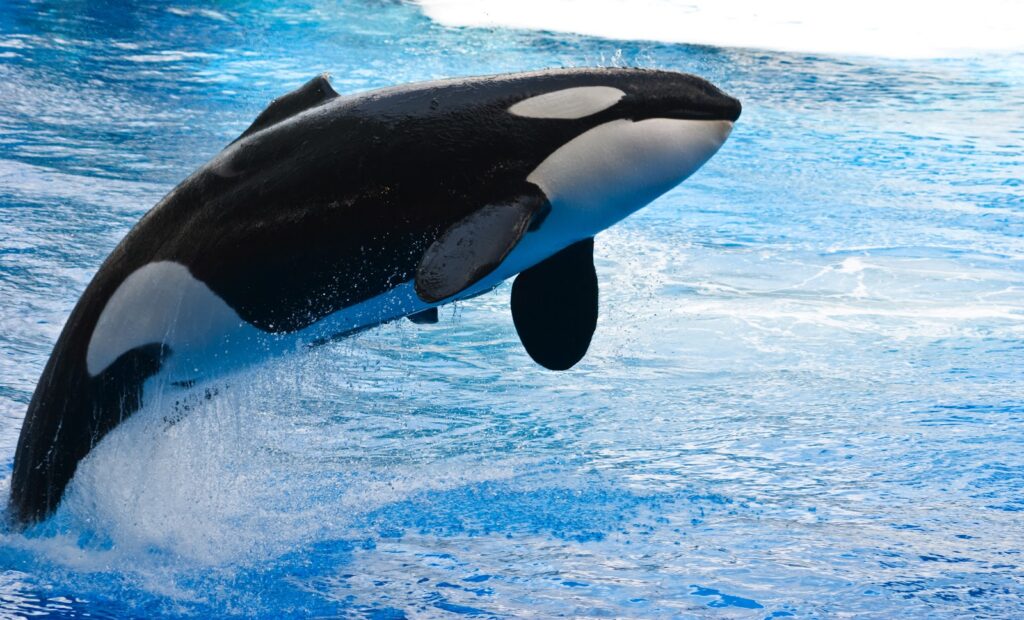 L'orca assassina è uno dei mammiferi dotati di biosonar
