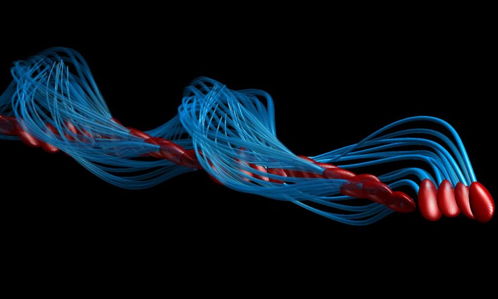 Illustrazione del movimento tridimensionale "a cavatappi" dello spermatozoo. Credits: polymaths-lab.com
