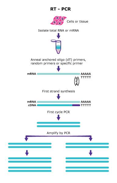 Schematizzazione tecnica di RT-PCR per indivuare RNA virale Covid19