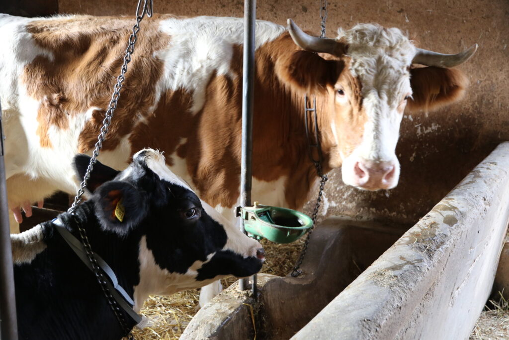Gli animali con i sensori utilizzati nella ricerca. PH: mpg.de