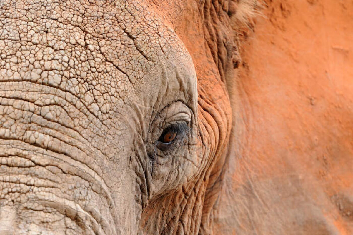 Elefanti morti: la misteriosa strage di pachidermi in Botswana - Credits: Shutterstock