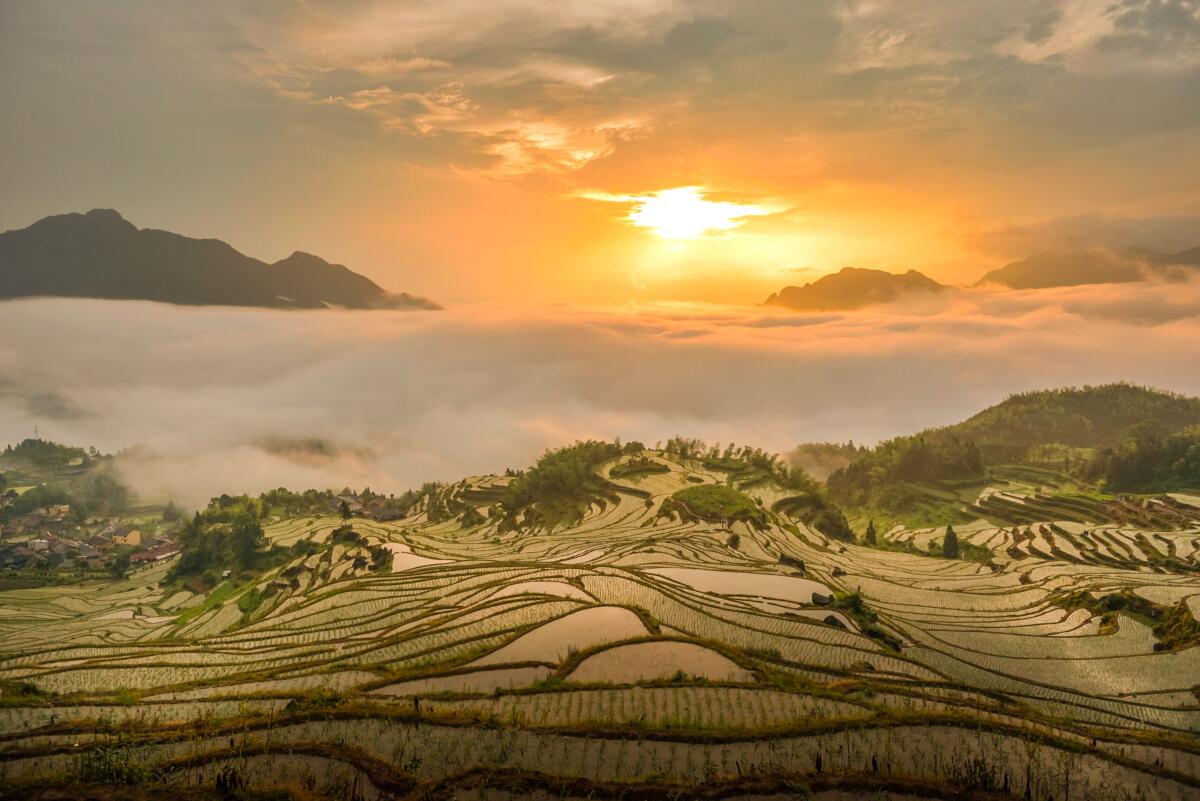Il riso coltivato in acqua salata che sfamerà la Cina - unsplash.com