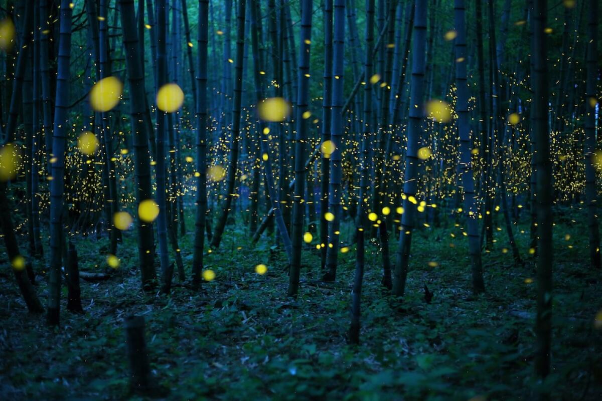 Bioluminescenza: quando la natura brilla di luce propria - Vincitore fotografo amatoriale dell’anno
Kei Nomiyama (Giappone), <em>La foresta di bambù incantata</em>

In Giappone la stagione delle lucciole comincia più o meno in corrispondenza con l’inizio delle piogge: il tipo di lucciola ritratta nella foto 