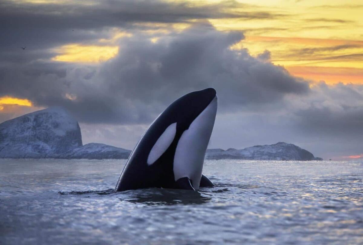 Orche speronano imbarcazioni, è allarme in Spagna - Orca