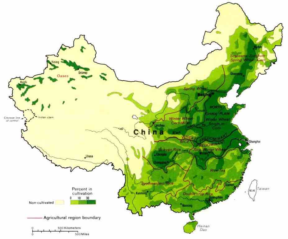 Il riso coltivato in acqua salata che sfamerà la Cina