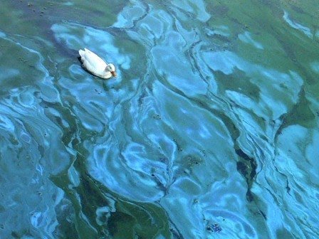 Cianobatteri in natura. Si osservi come l'acqua che li contiene assuma un colore ciano.