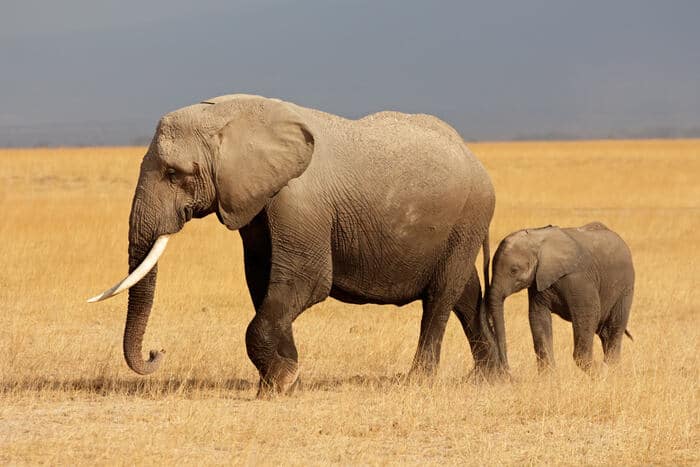 Elefanti africani, savanaCredits: Shutterstock