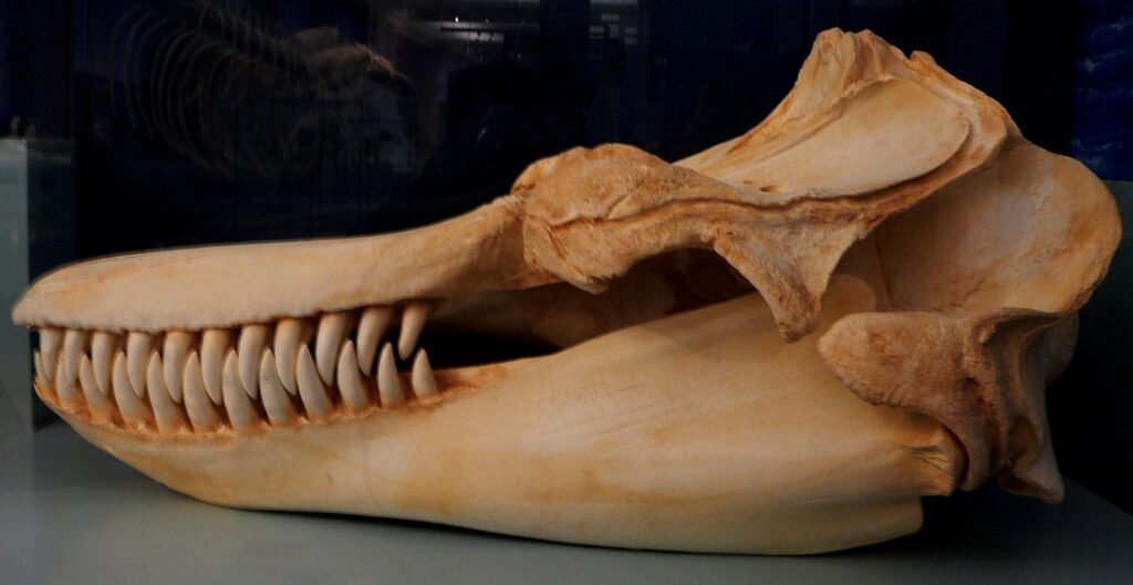 Il teschio di un'orca