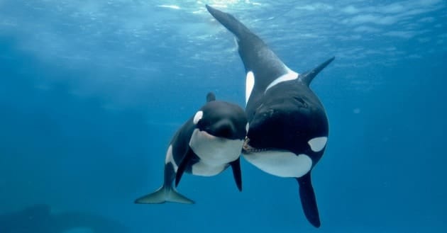 Un'orca con il suo cucciolo