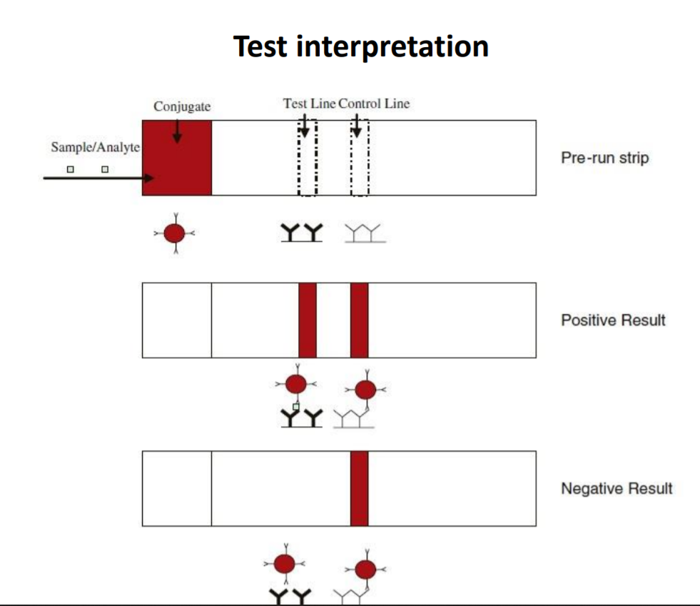 Covid19: arriva il test salivare che fornisce il risultato in 3 minuti