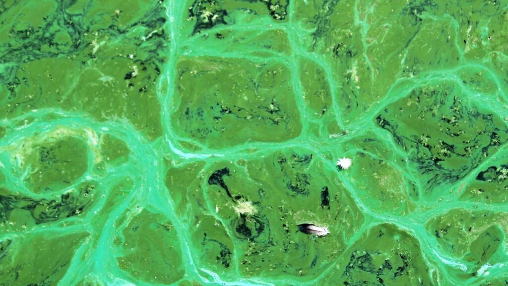 Cianobatteri nell'acqua.Credits: Notizie Scientifiche