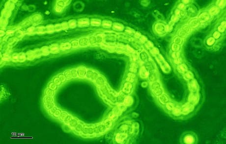 Cianobatteri. Credits: Le Scienze