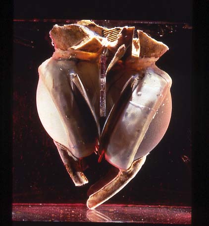 Cuore artificiale Liotta-CooleyCredits: Smithsonian
