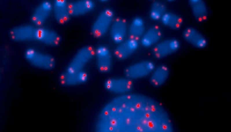 Marcatori luminescenti per tracciare il cancro. Credits: Thomas Ried, NCI Center for Cancer Research, National Cancer Institute, NIH