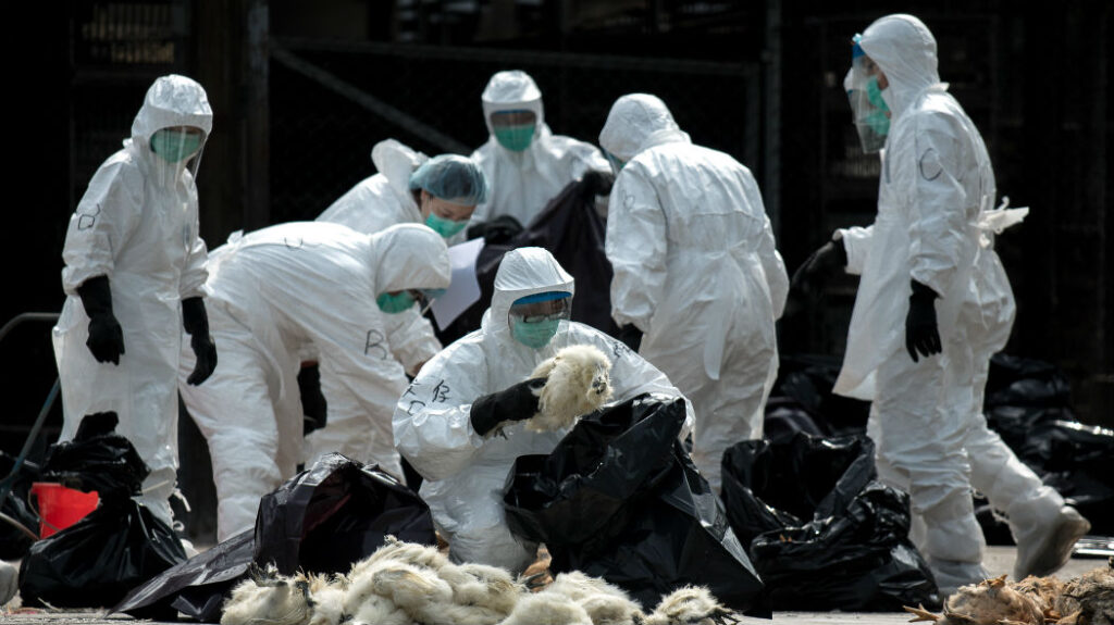 Influenza aviaria - wired.it
