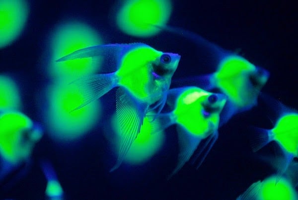 Pesci bioluminescenti. Credits: Smartmodo