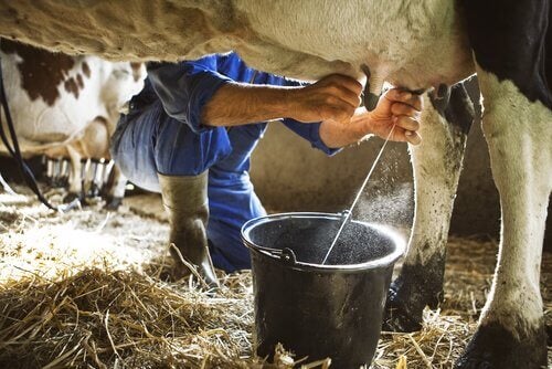 Operaio durante la mungitura. Situazione di potenziale rischio biologico per la brucellosi