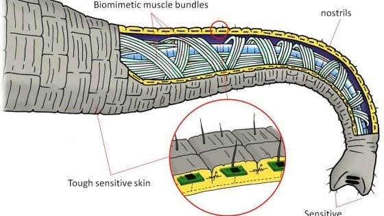 Anatomia della proboscide dell'elefante. Credits: La Repubblica