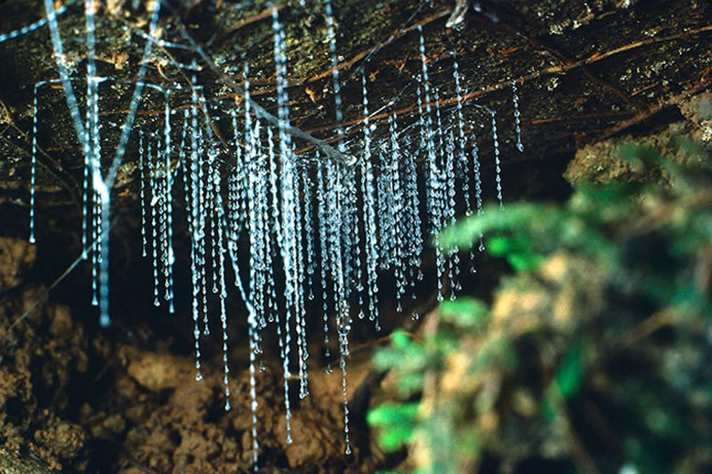 Le Waitomo Glowworm Caves, le larve bioluminescenti, IslandaCredits: Viator