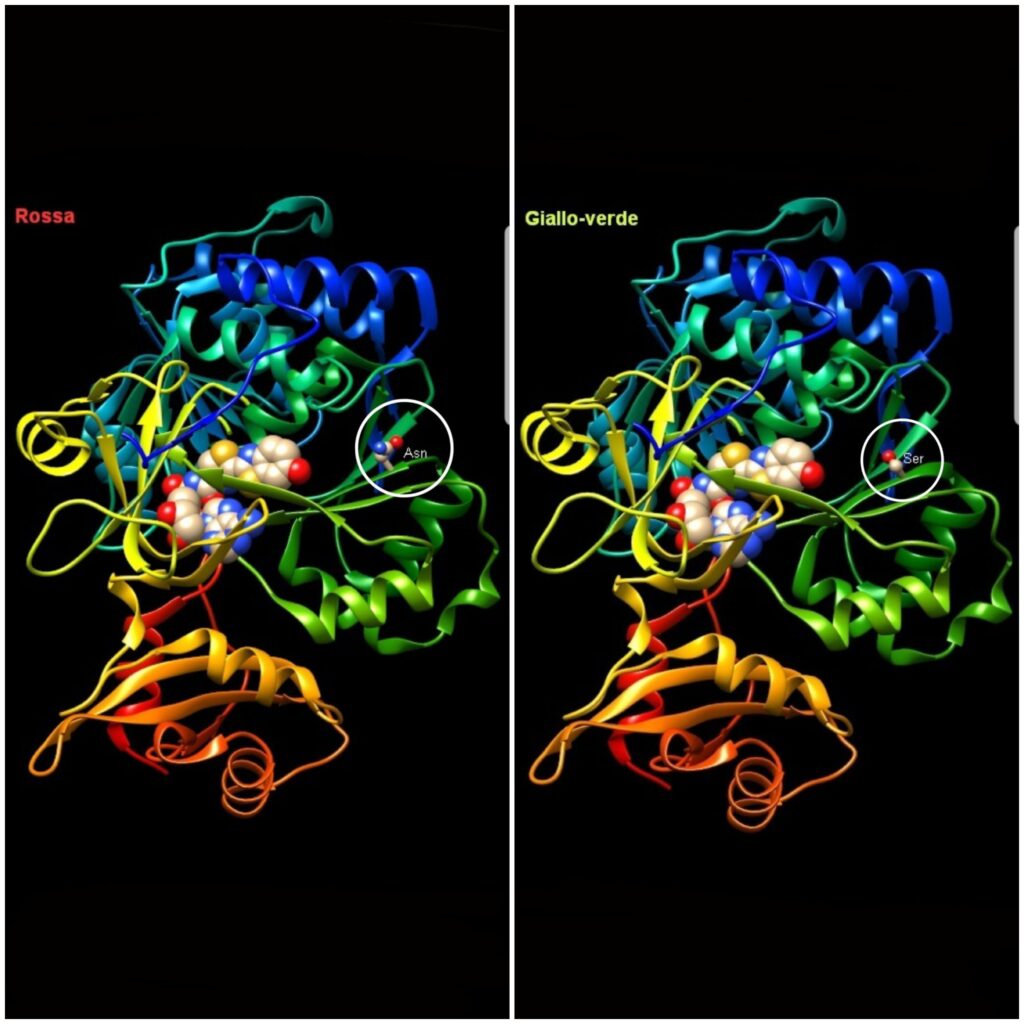 Il cerchio bianco evidenzia l'asparagina nell'immagine di sinistra, e la serina 286 in quella di destra. Si noti come siano entrambe collocate in posizione periferica. Credits: Pianeta chimica