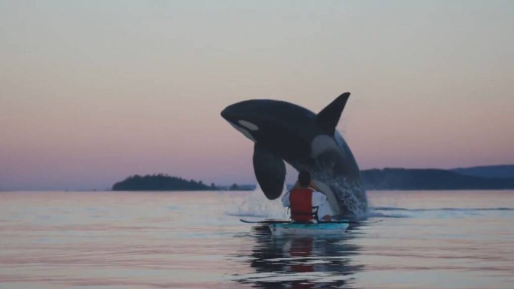 Un'orca "fa breaching" difronte a un uomo