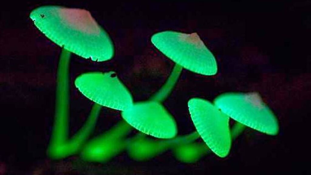 Funghi bioluminescenti. Credits: Notizie scientifiche