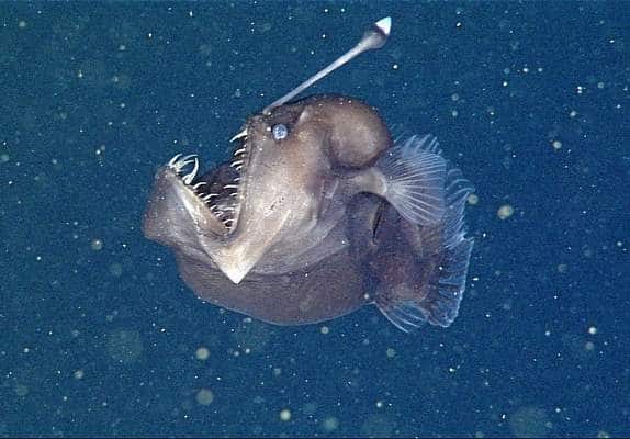 Melanoceto, volgarmente rana pescatrice. Ripresa da un rover dei ricercatori MBARI, Monterey Bay Acquarium Research