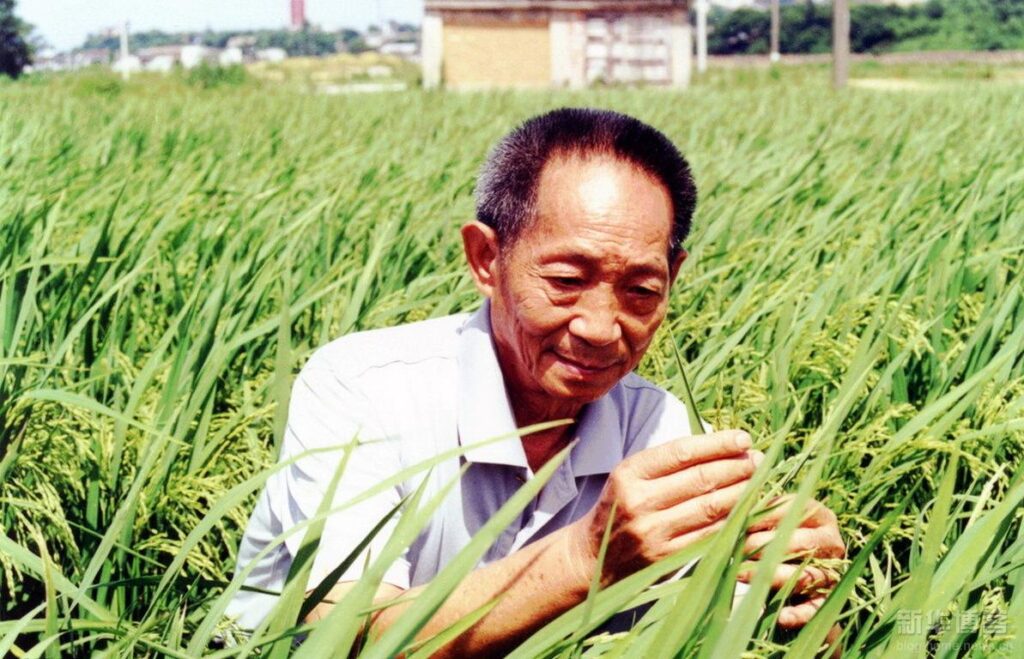 Il riso coltivato in acqua salata che sfamerà la Cina