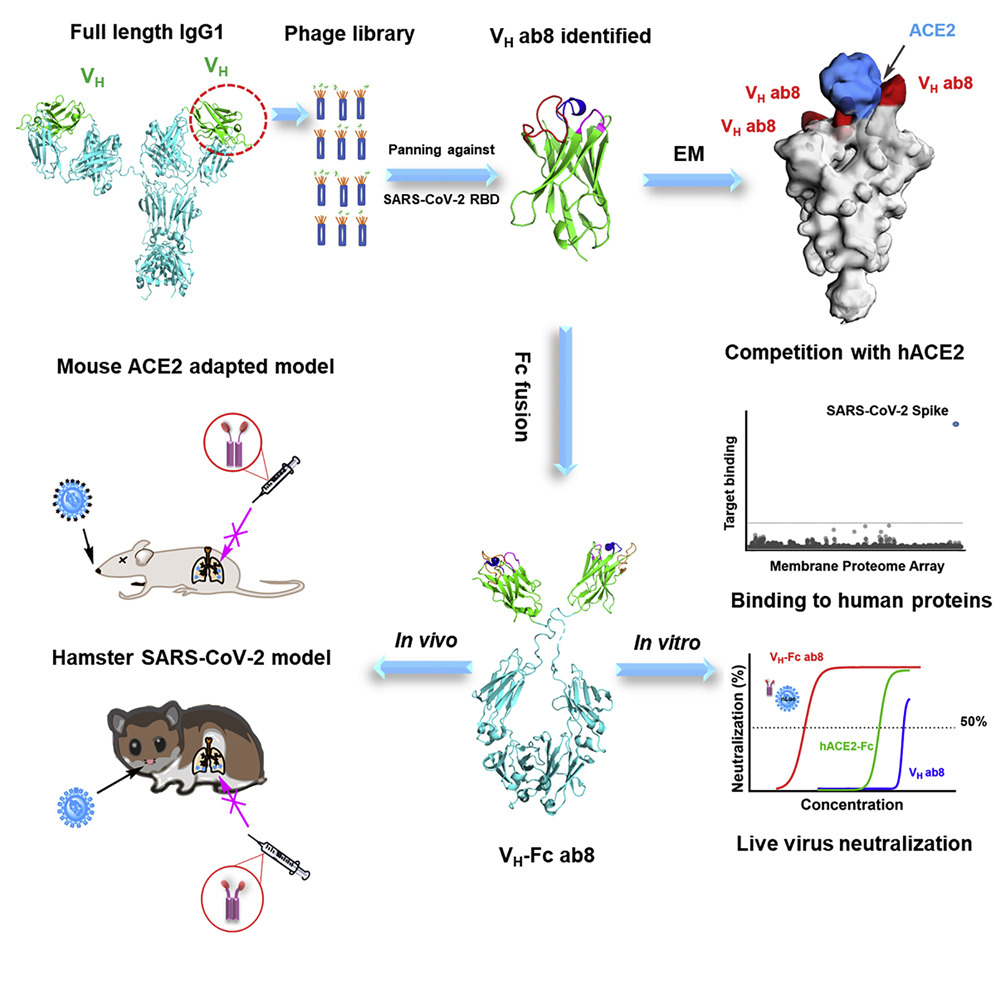 anticorpi covid 19 coronavirus farmaco Ab8 proteina spike