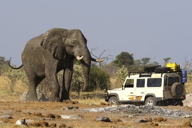 Le imponenti dimensioni di un elefante africano a confronto con quelle di una jeep. Credits: Elephant World
