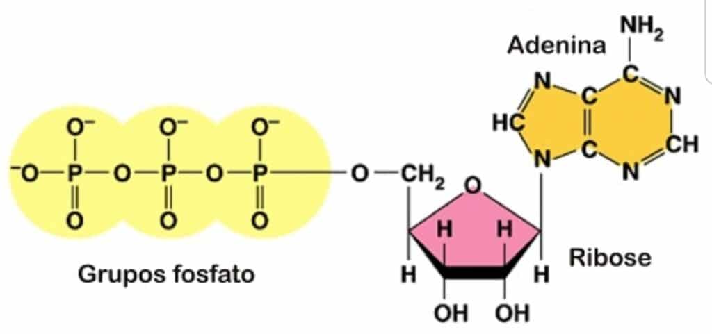 Adenosina trifosfato, ATP