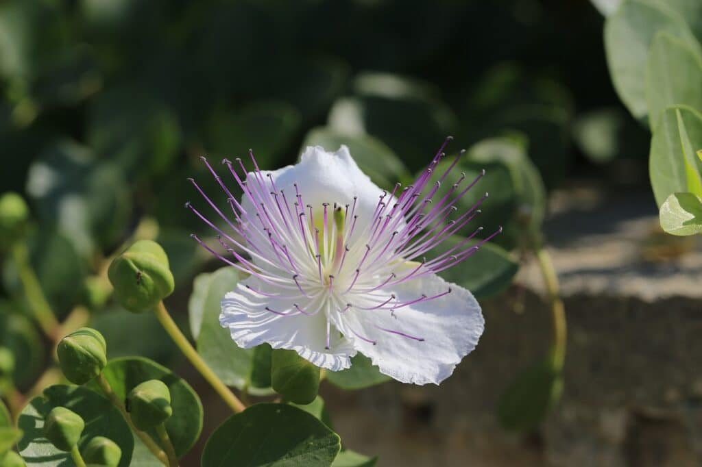 Cappero quercetina