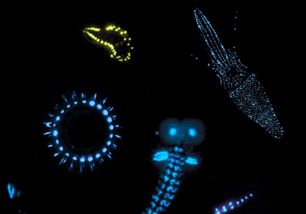 Bioluminescenza negli abissi. Credits: Galileo