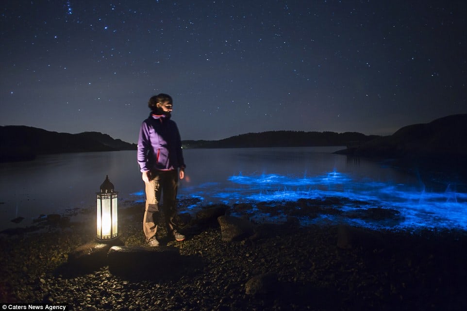 Bioluminescenza in Svezia Credits: Meteoweb.eu