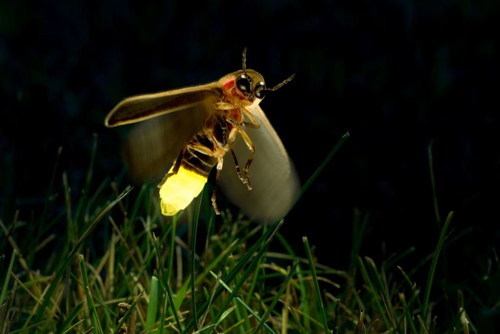 La bioluminescenza di una lucciola. Credits: life gate