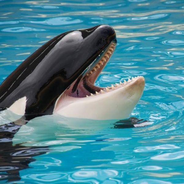 Possiamo osservare in dettaglio il derma dell'orca: spesso, lucido e molto compatto