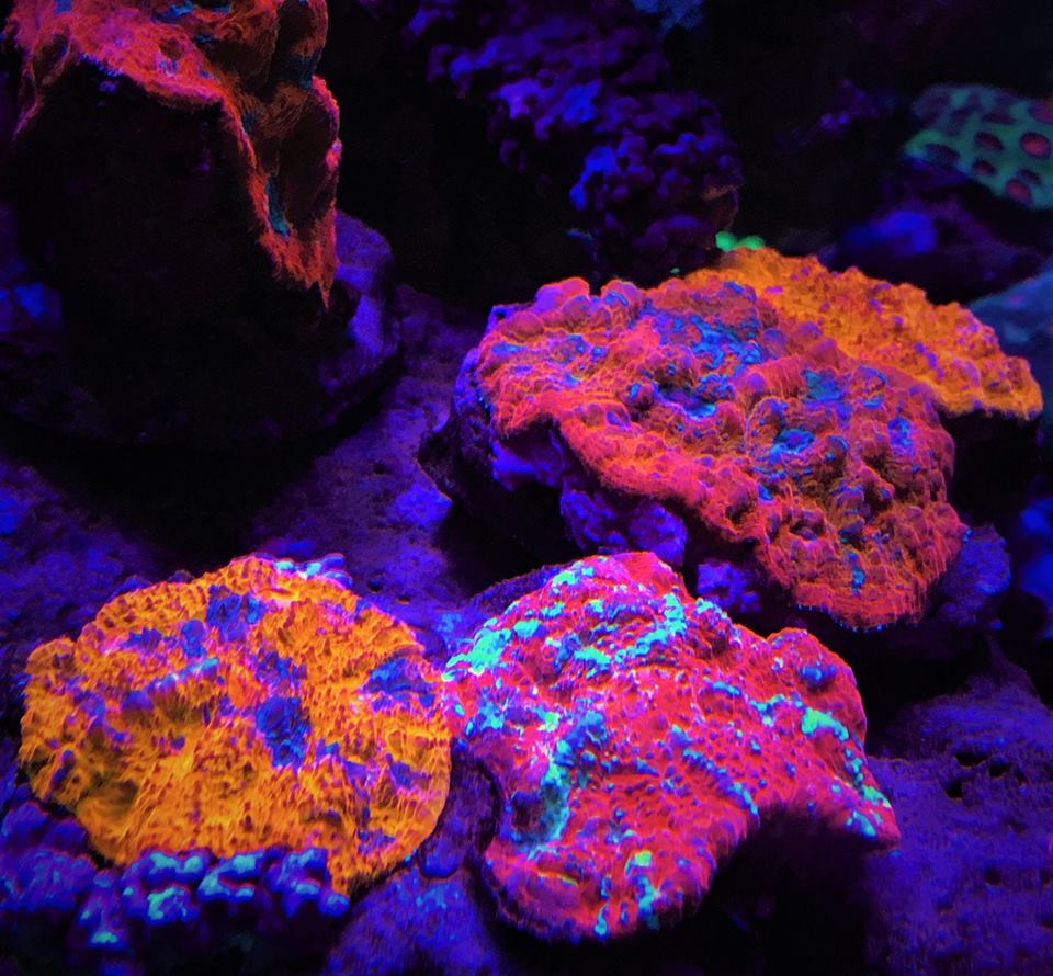 Coralli bioluminescenti. Credits: Orphek Reef acquarium