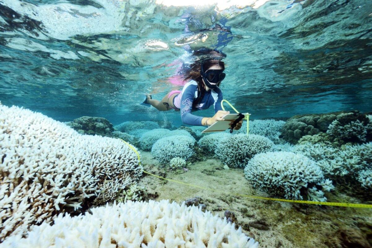 Grande Barriera Corallina: è un deserto bianco. I danni sono irreversibili? - ©-Reef-Check-France