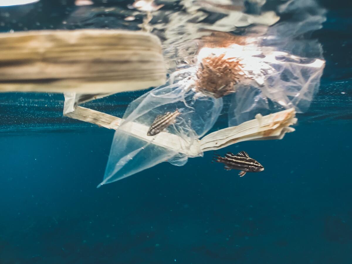 Plastica: sul fondo degli oceani 14 milioni di tonnellate - usplash.com