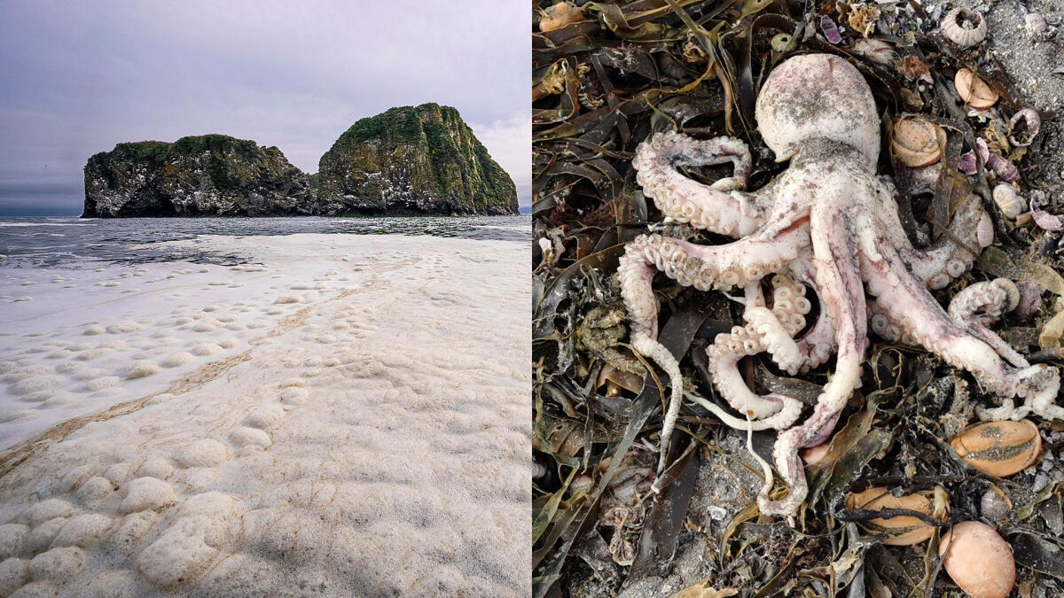 Un possibile disastro ambientale a Kamchatka, trema la Russia - Disastro ambientale a Kamchatka (Fonte web)