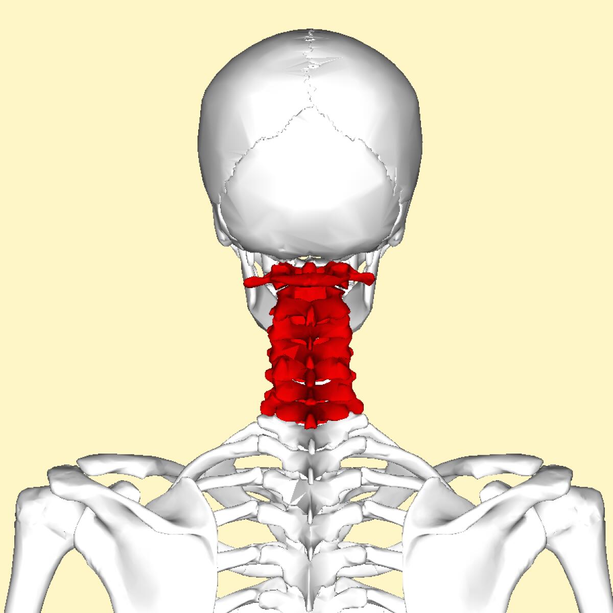Protesi vertebrale 3D restituisce il movimento a paziente tetraplegico - ginnasticaposturale.com