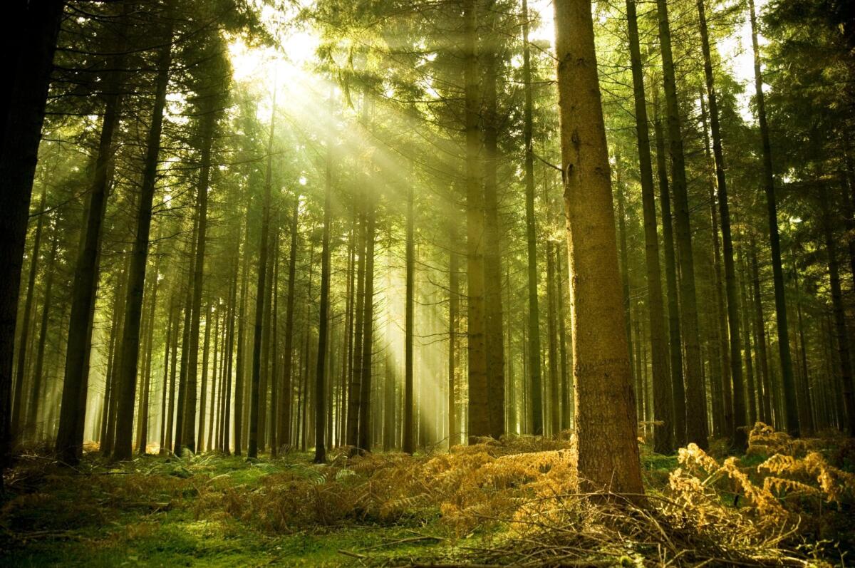 Anemocinetica, alberi come fonti di energia non solo combustibile - behance.net