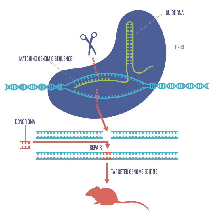 Schema del metodo CRISPR-Cas9. Credits: Chicago Biomedical Consortium