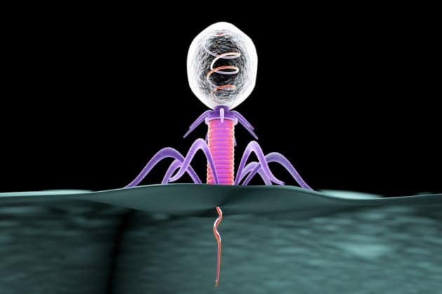 Batteriofago che attacca un batterio, inoculando il suo genoma. Credits: ShutterStock