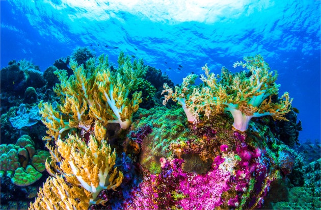 Coralli in salute, Grande Barriera Corallina australiana. Credits: Irina Markova / Shutterstock