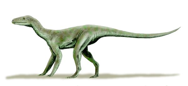 Silesaurus, clade Dinosauromorpha, "non dinosauri".Credits: Palaeos